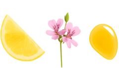 <p> Natural essential oils (Lemon, Geranium, Ylang Ylang)</p>