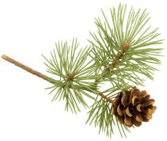 Aromatic woody scents including Moroccan Cedarwood Atlas oil